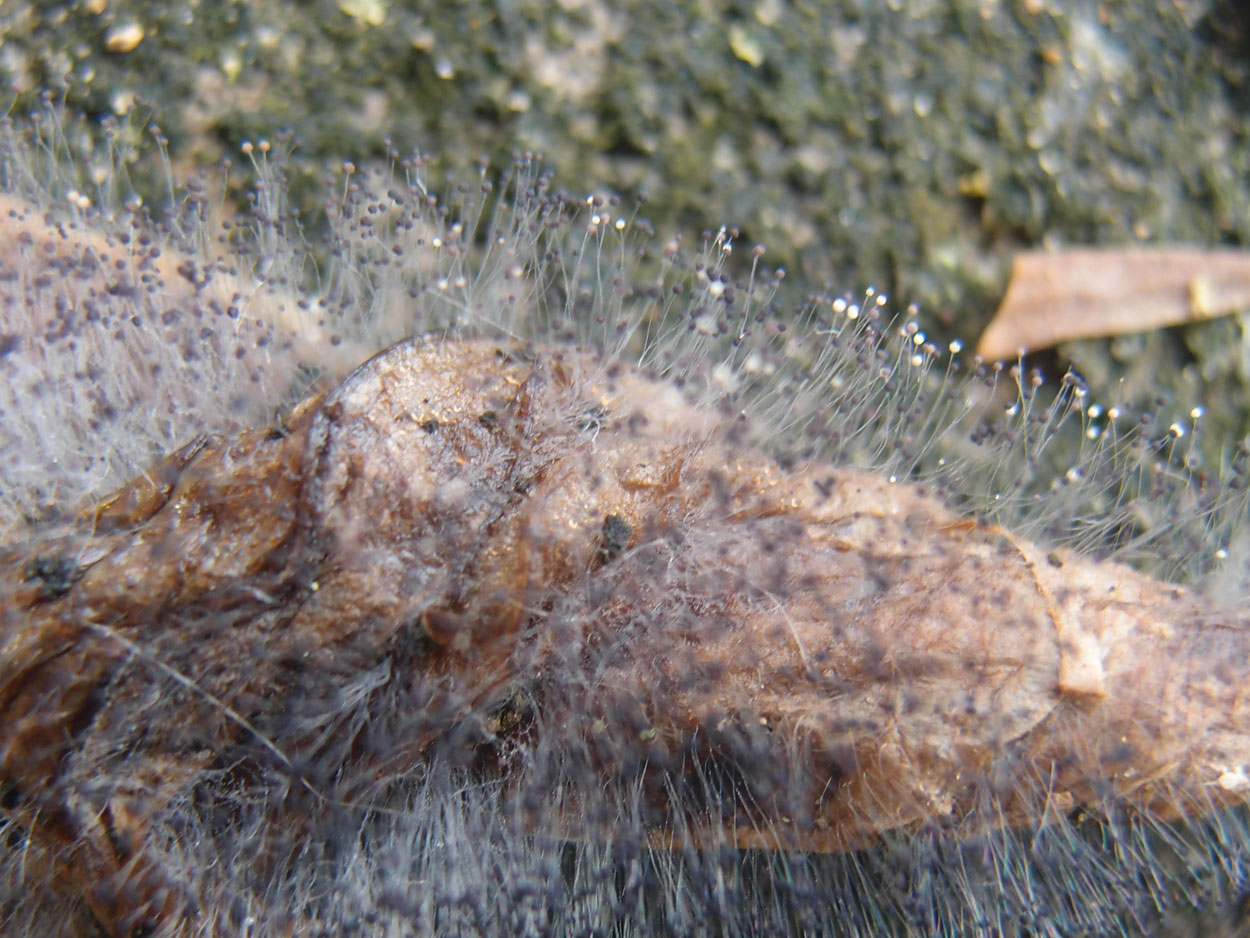 Willkommen Brasilien